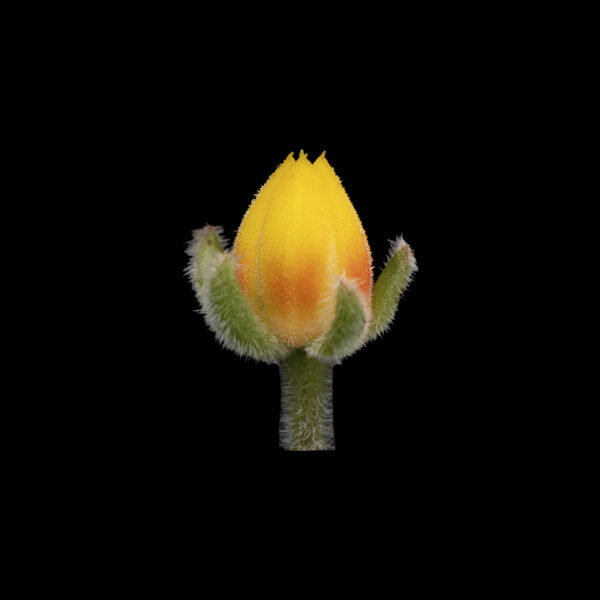 Echeveria setosa var. setosa