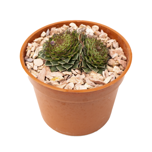Graptopetalum filiferum