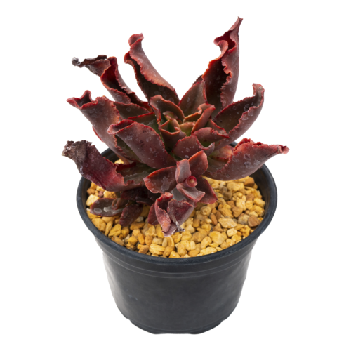 Echeveria fulgens var. obtusifolia