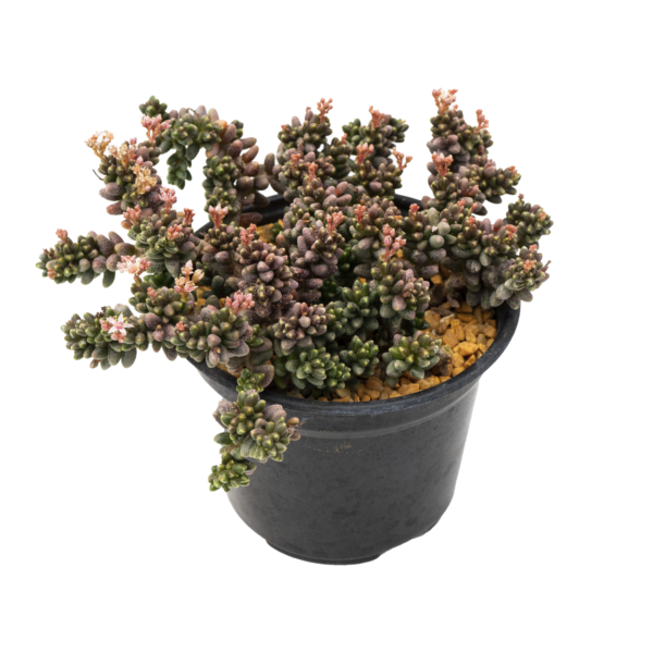 Sedum furfuraceum