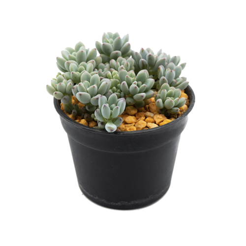 Graptopetalum pachyphyllum