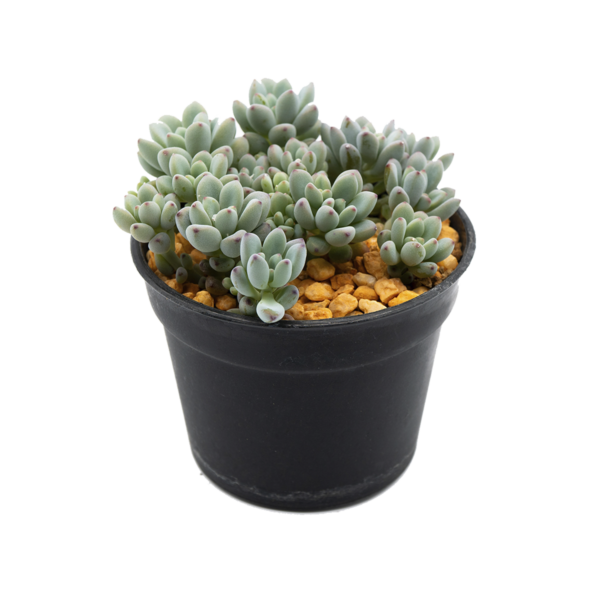 Graptopetalum pachyphyllum