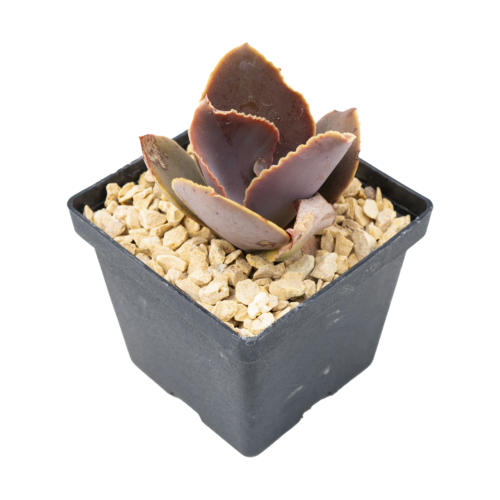 Echeveria gibbiflora