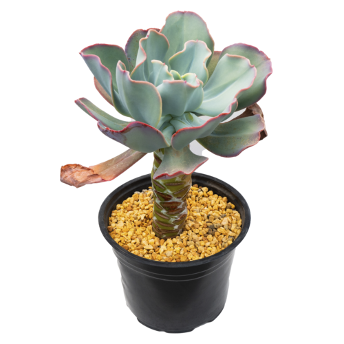 Echeveria gigantea