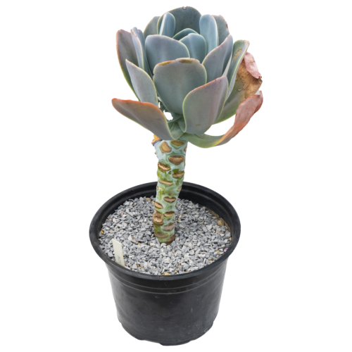 Echeveria grisea