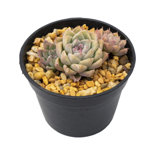 Echeveria halbingeri var. sanchez-mejoradae