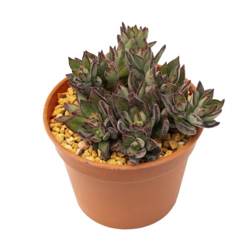Echeveria harmsii
