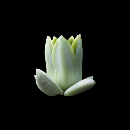 Echeveria heterosepala