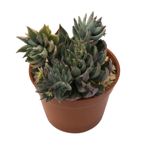 Echeveria heterosepala
