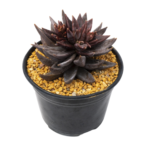 Echeveria humilis