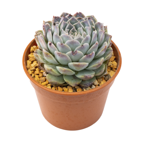 Echeveria simulans