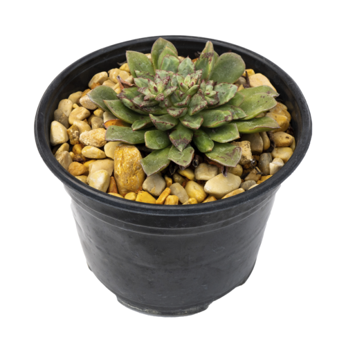 Echeveria islasiae