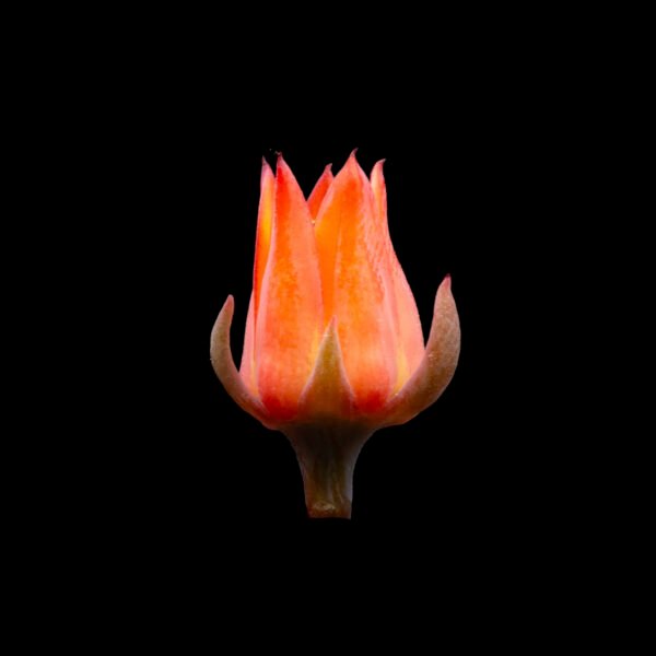 Echeveria juarezensis