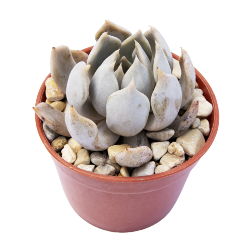Echeveria juliana