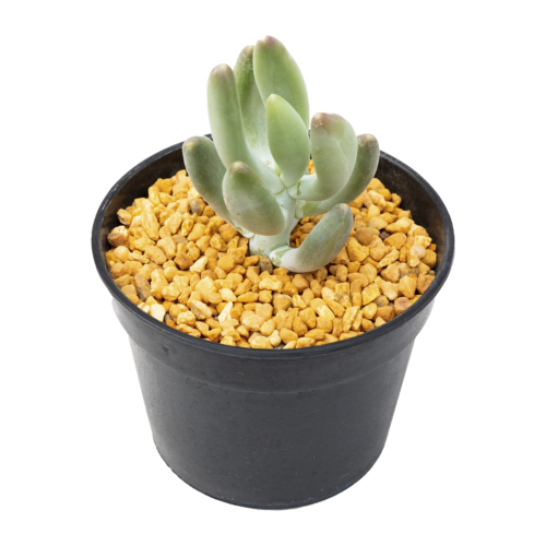 Pachyphytum kimnachii