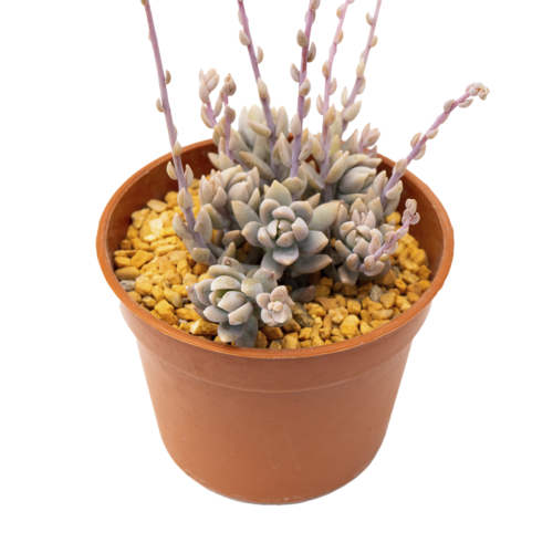 Graptopetalum kristenii