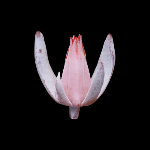 Echeveria laui