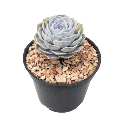 Echeveria lilacina