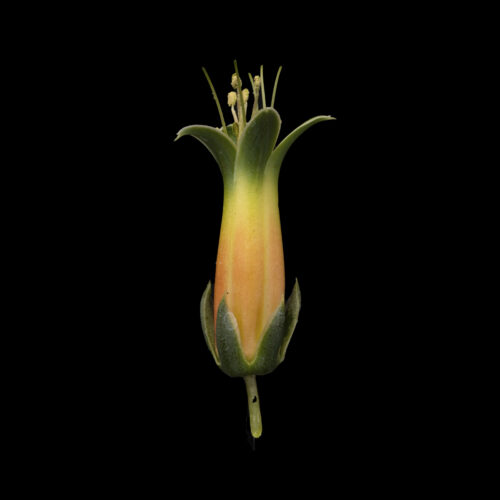 Echeveria longissima var. longissima