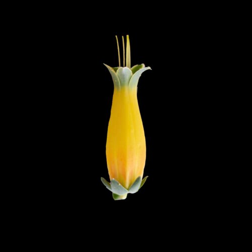 LONGISSIMA AZTATLENSIS Echeveria longissima var. aztatlensis