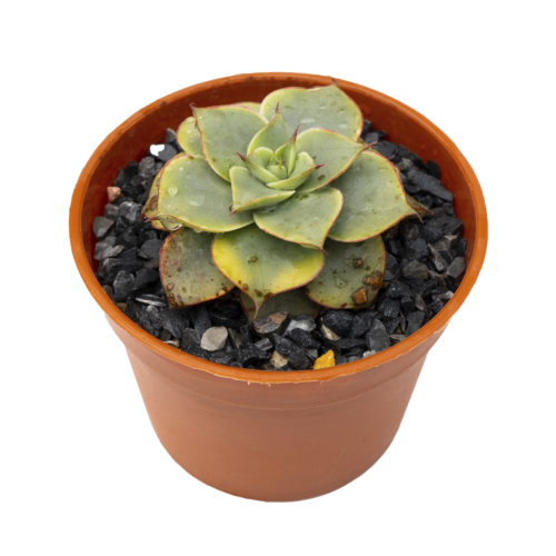 Echeveria longissima ssp. brachyantha