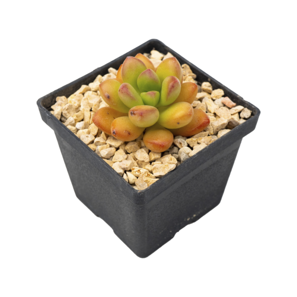 Sedum lucidum