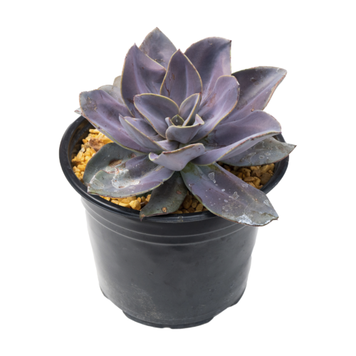 Echeveria lyonsii