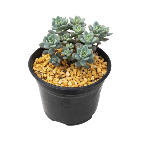 Sedum macdougallii