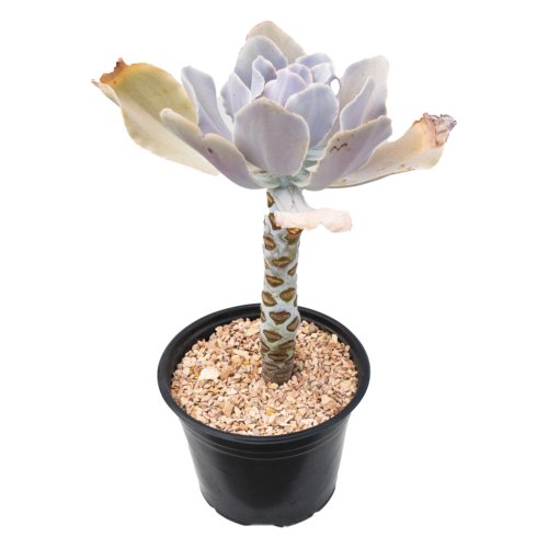 Echeveria magnifica