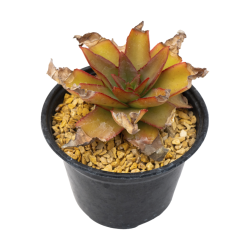 Echeveria marianae