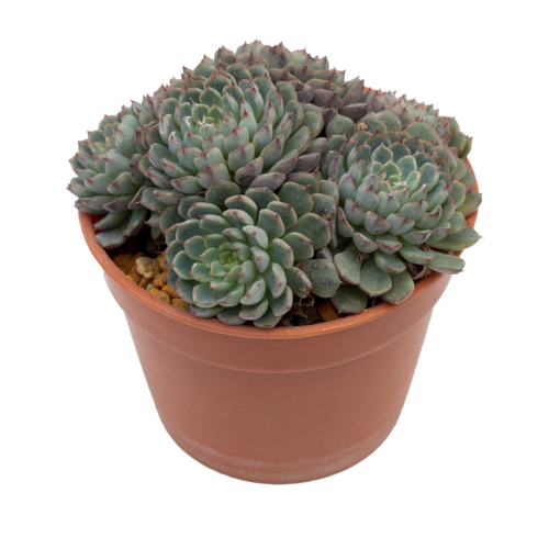 Echeveria minima