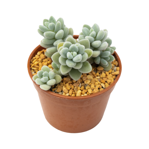 Sedum mocinianum