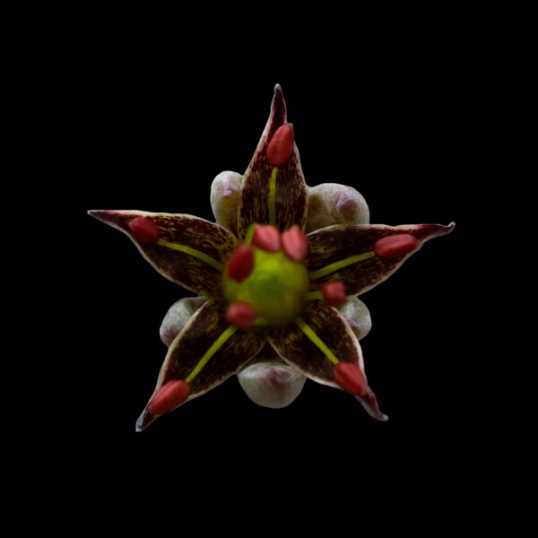 NELLYDIEGOAE Thompsonella nellydiegoa