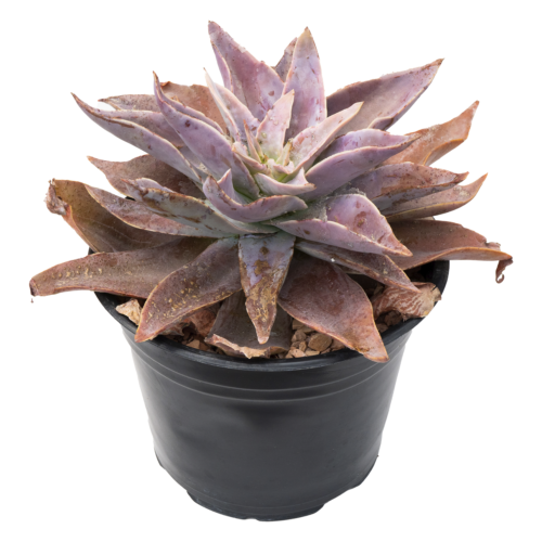 Echeveria novogaliciana