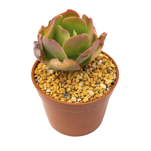 Echeveria pallida