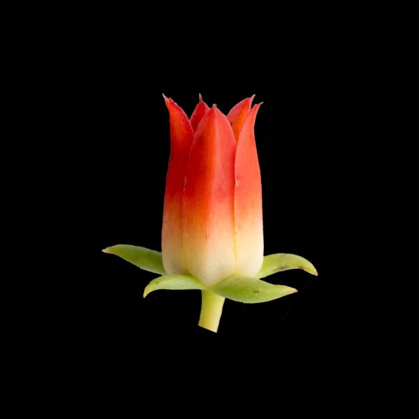 PATRIOTICA Echeveria patriotica