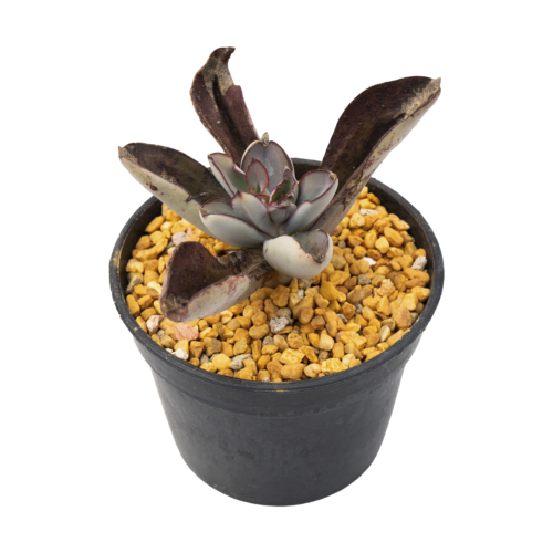 Echeveria penduliflora