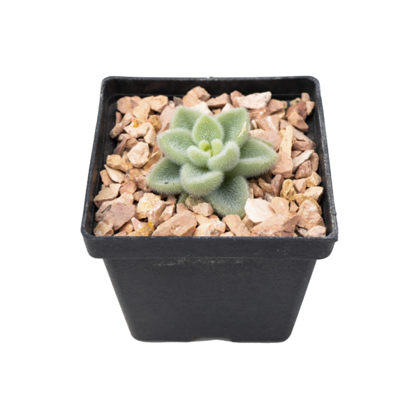 Sedum piaxtlaense