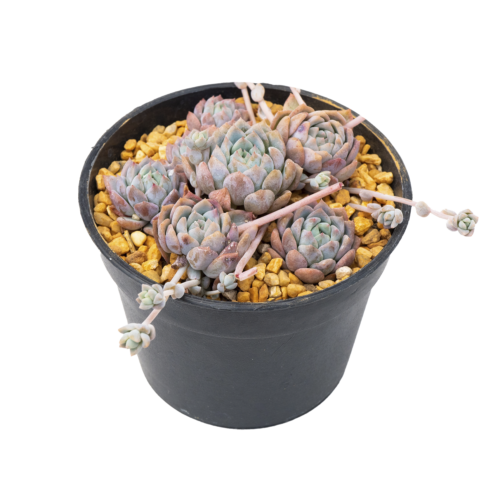 Echeveria prolifica