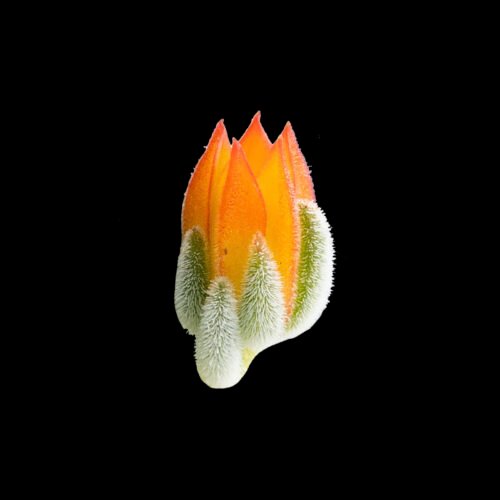 Echeveria pulvinata var. frigida