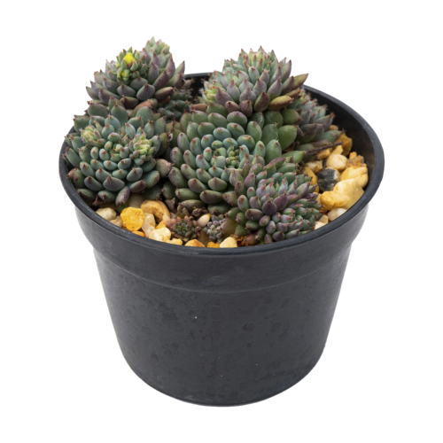 Echeveria setosa var. deminuta