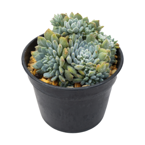 Echeveria setosa var. minor