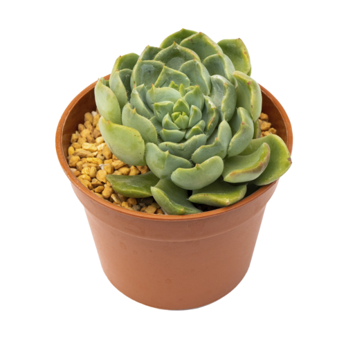 Echeveria setosa var. oteroi