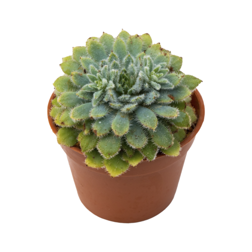 Echeveria setosa 'Tarántula'