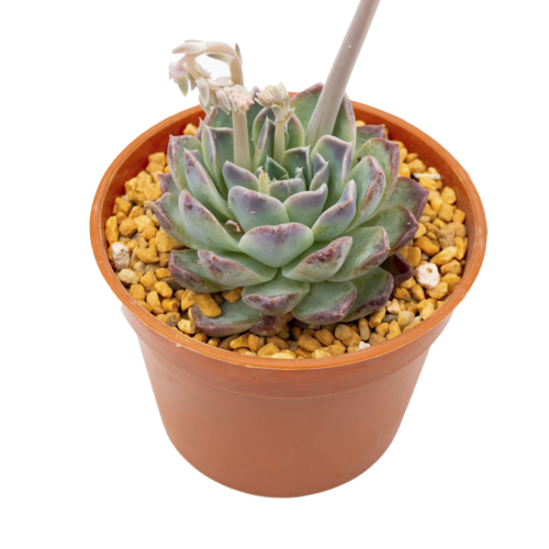 Echeveria hyalina