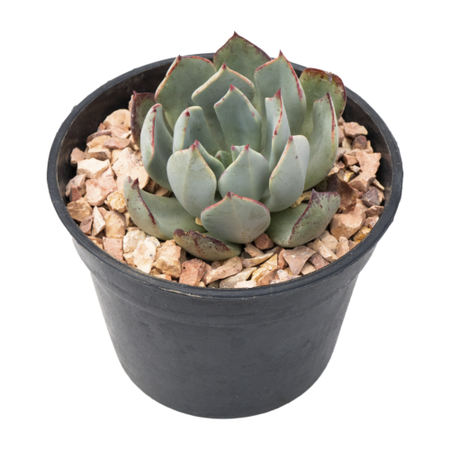 Echeveria strictiflora