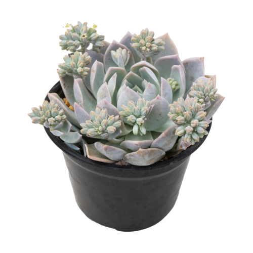 Sedum suaveolens