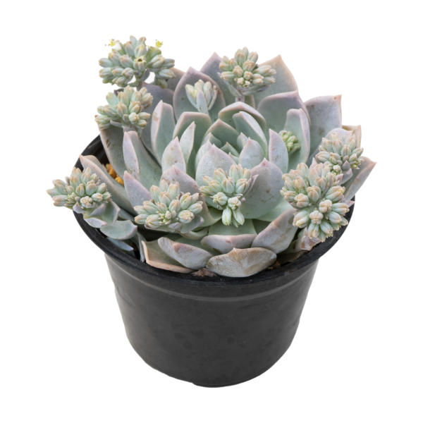 Sedum suaveolens