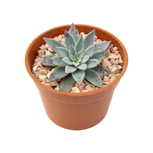 Echeveria subalpina
