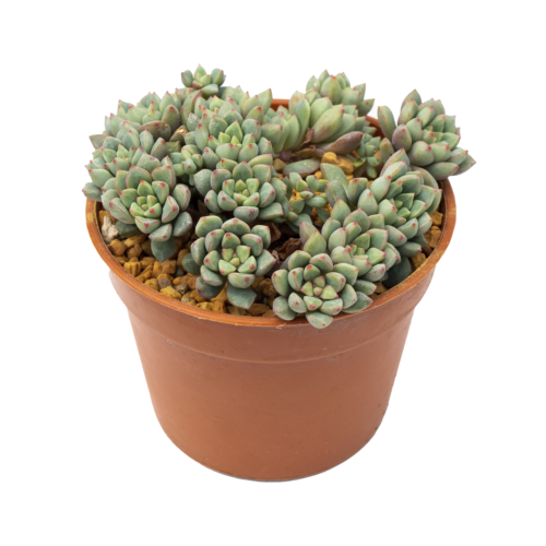 Echeveria subcorymbosa